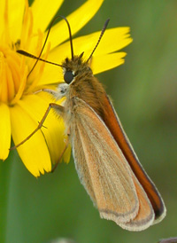 European Skipper